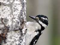 woodpecker960